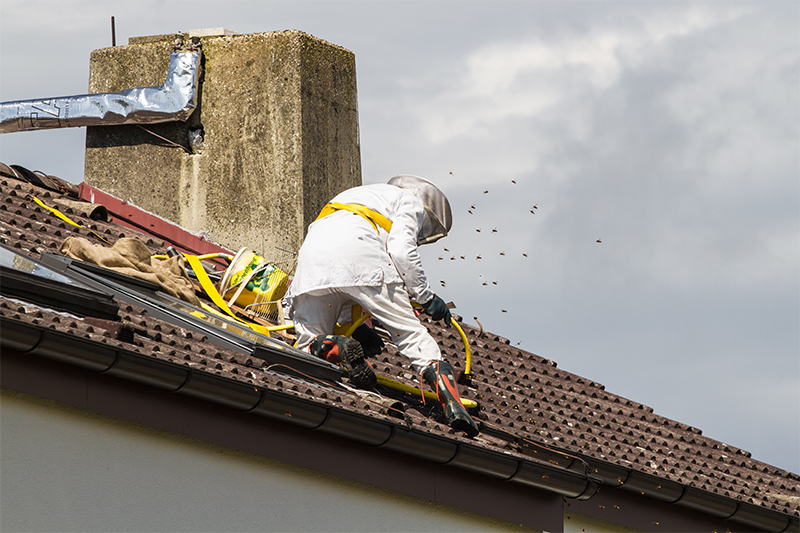 Bee Pest Control in Islington Greater London