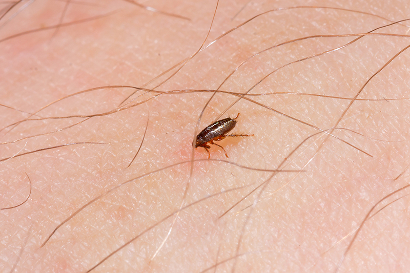 Flea Pest Control in Islington Greater London