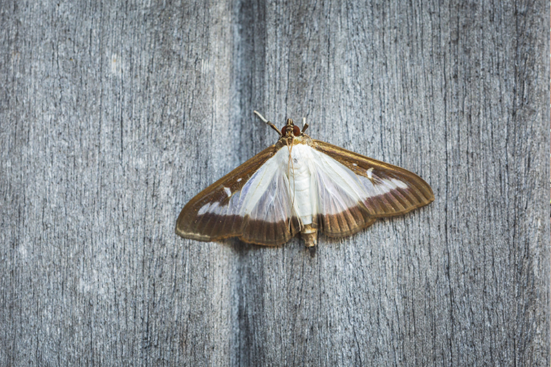 Moth Pest Control in Islington Greater London